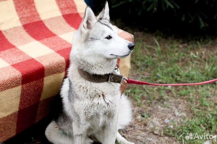 Собака Лора ищет дом и доброго хозяина