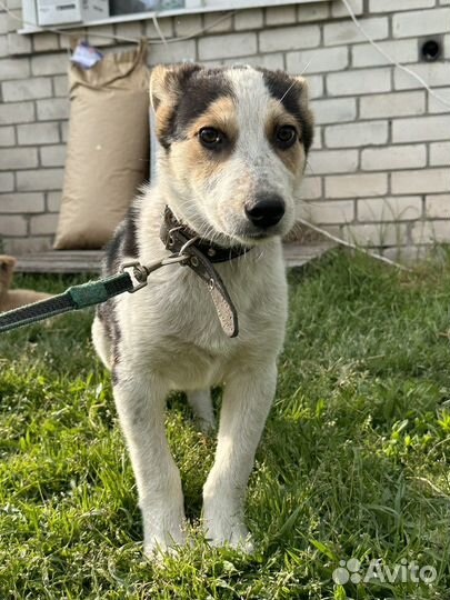 Щенок в добрые руки