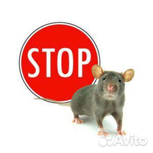 Уничтожение грызунов. Дератизация