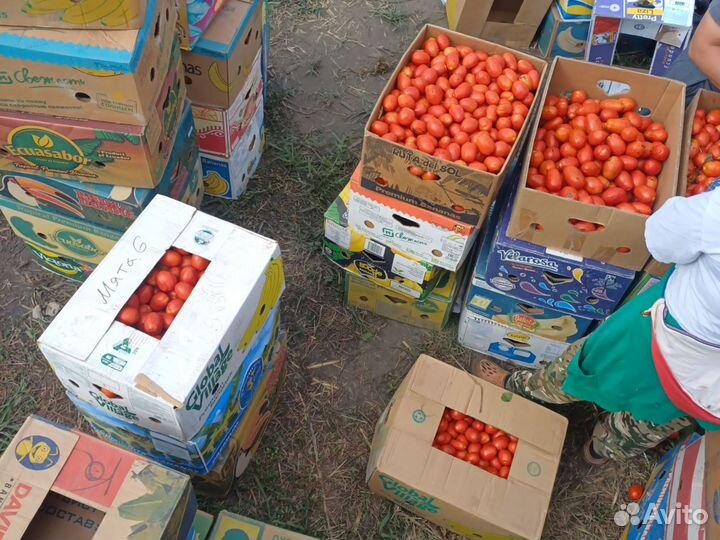 Томат сливка