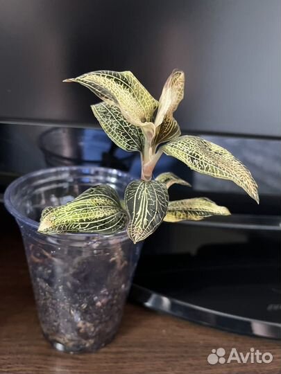 Драгоценная орхидея