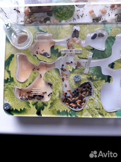 Муравьиная ферма с муравьями