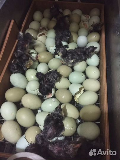 Синь Синь Дянь