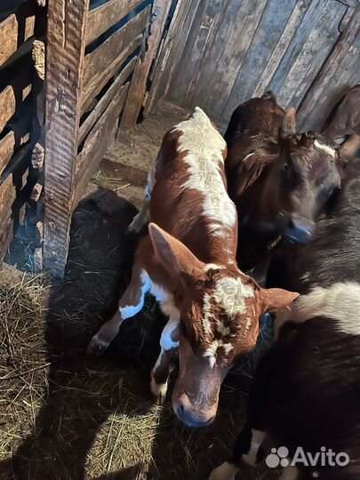 Корова дойная с теленком. Звоните объясню