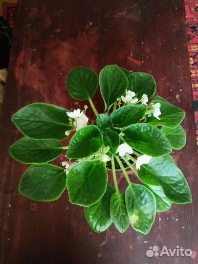 Эписция, фиалка, кактус