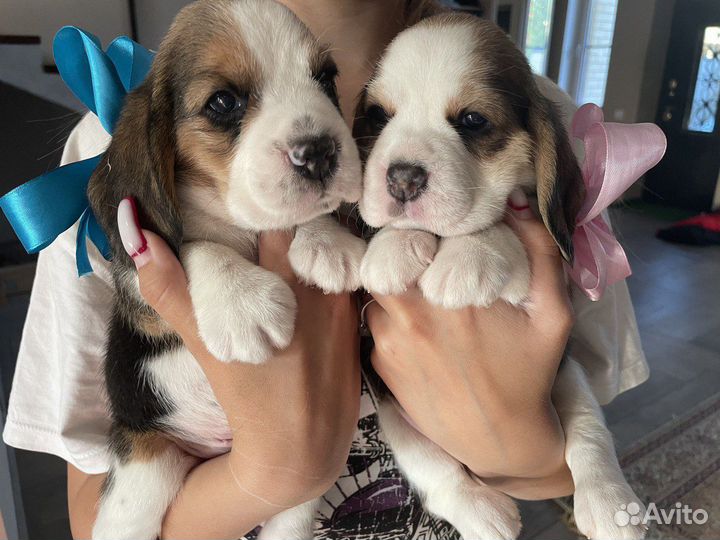 Щенки бигль