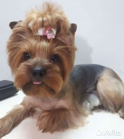 Стрижка, тримминг собак и кошек без наркоза