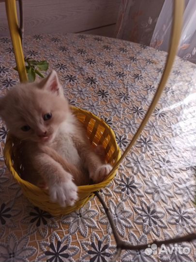 Кошки в добрые руки бесплатно