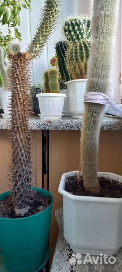 Кактусы