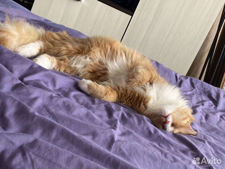 Отдам кота, только в хорошие руки