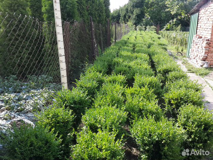 Живая изгородь из самшита-буксус