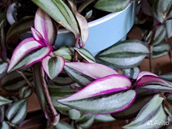 Традесканция триколор, роза