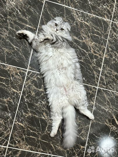 Шотландская вислоухая