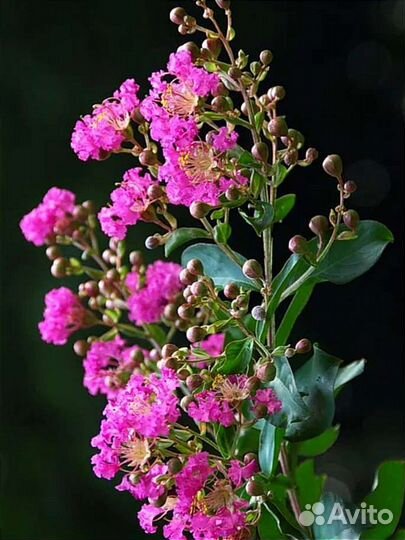 Лагерстремии, индийская сирень