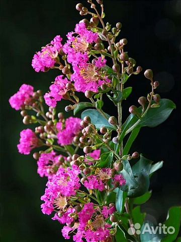 Лагерстремии, индийская сирень