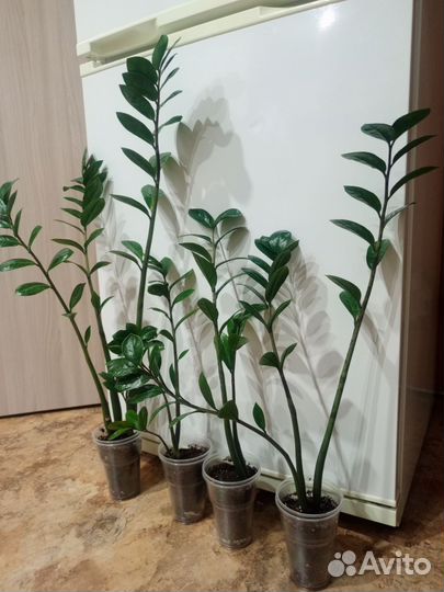 Замиокулькас