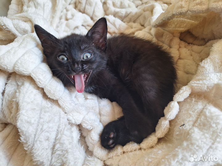Котёнок чёрный