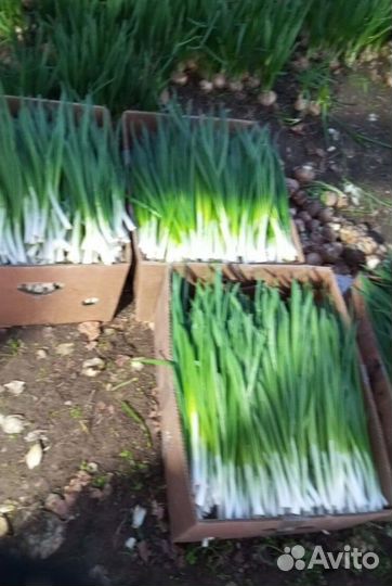 Лук зеленый свежей срезки LUK-8336