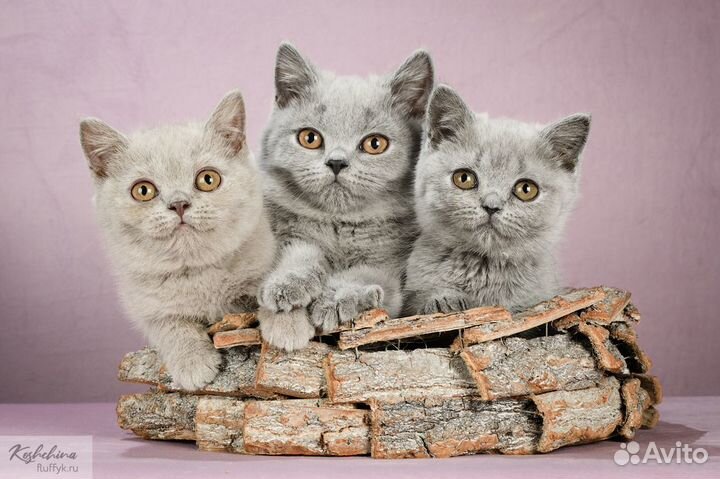 Британские котята