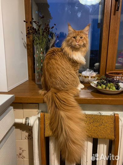 Мейн-кун вязка