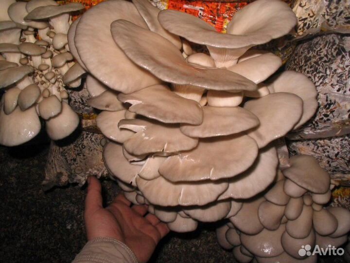 Гpибницa вeш