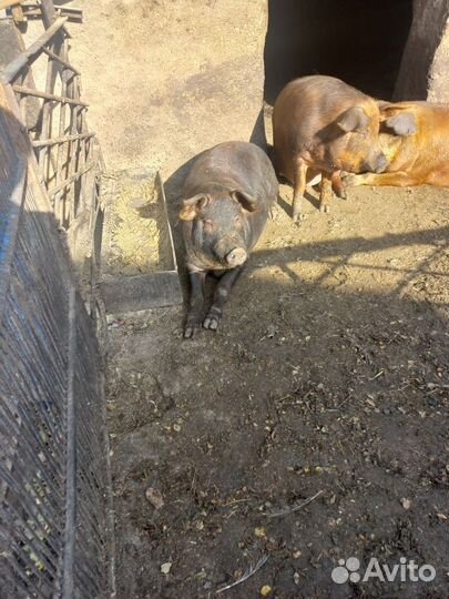 Свини на мясо