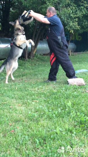 Вязка с кобелём вео