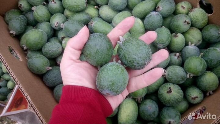 Фейхоа Абхазия свежий