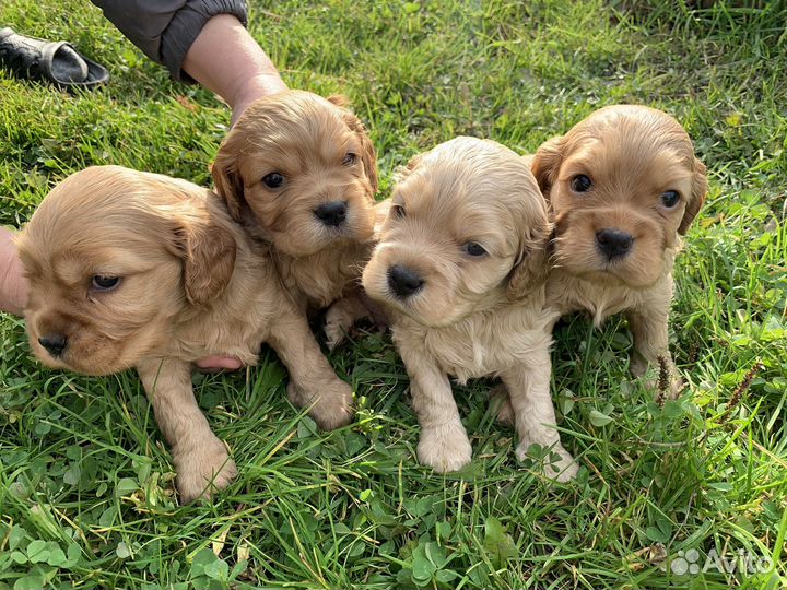 Английский кокер-спаниель