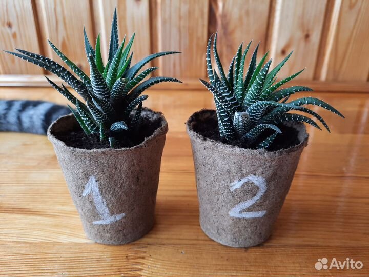 Хавортия полосатая