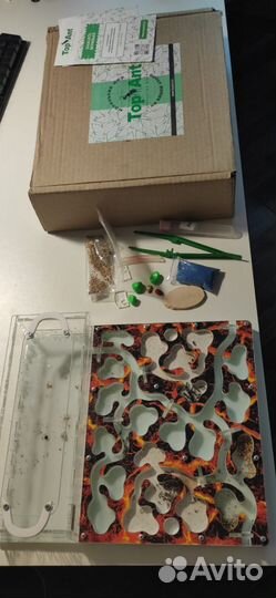 Муравьиная ферма с муравьями