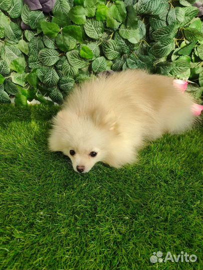 Померанский шпиц мини вязка
