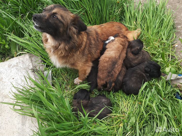 Собака в добрые руки