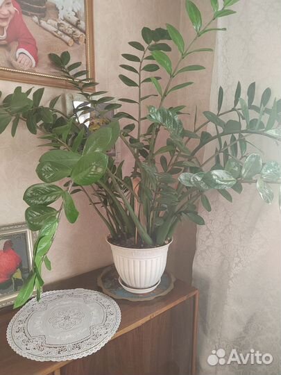 Замиокулькас