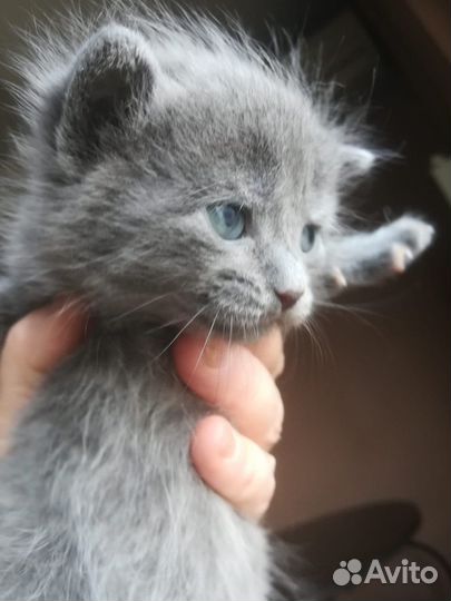 Котятки в добрые руки