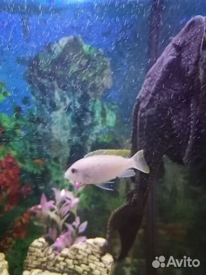 Аквариумные рыбки