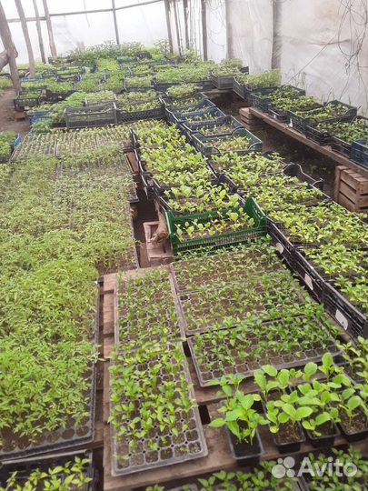 Рассада помидор и перцев