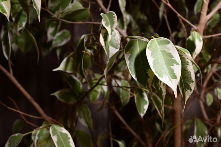 Фикус бенджамина