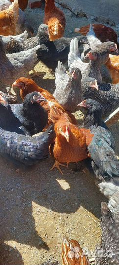 Куры Несушки