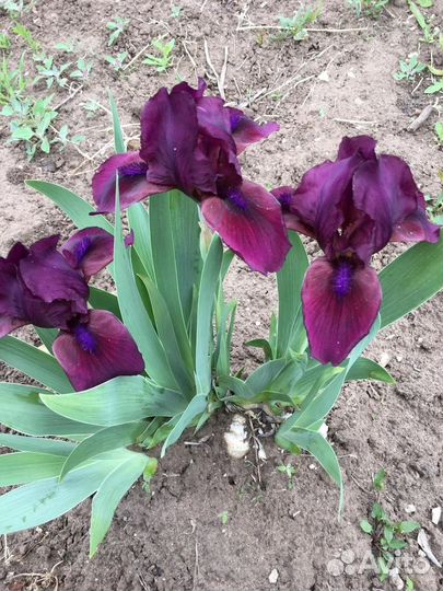 Ирисы карликовые