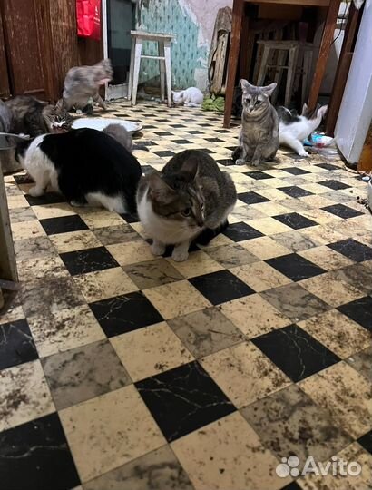 Котята белый и серый в добрые руки