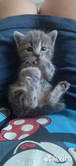Котенок девочка