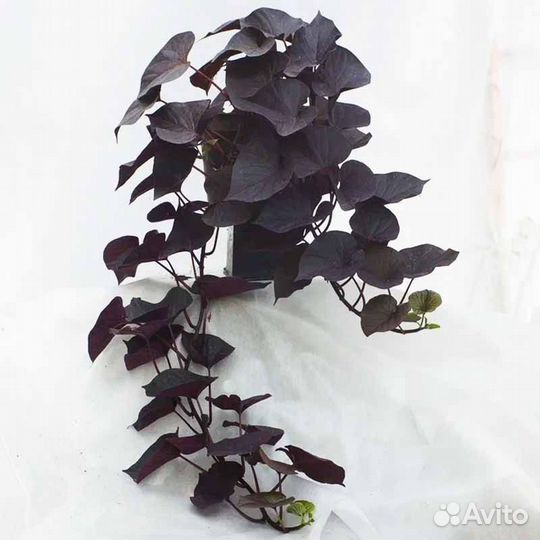 Луковицы Ипомея Батат