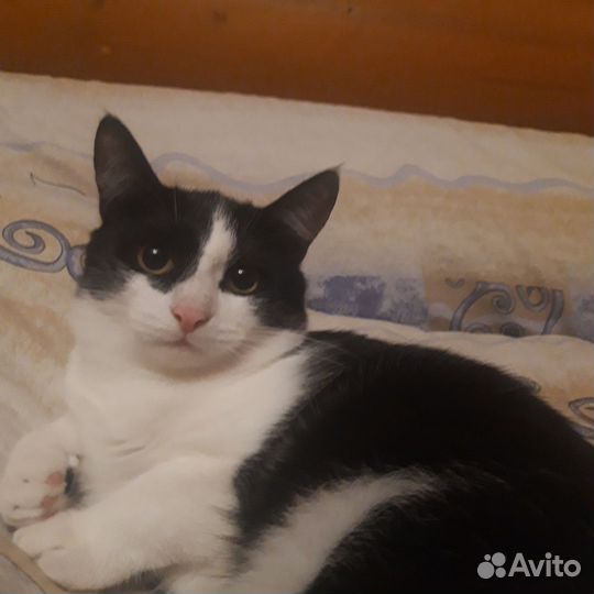 Кот