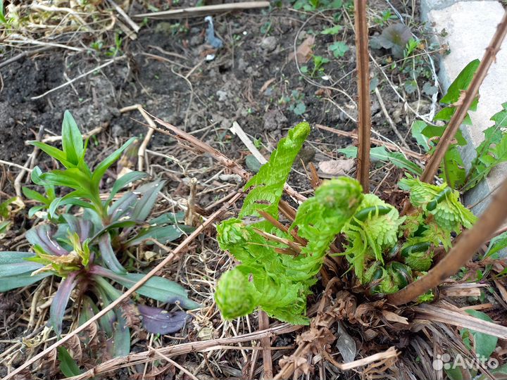 Цветы садовые