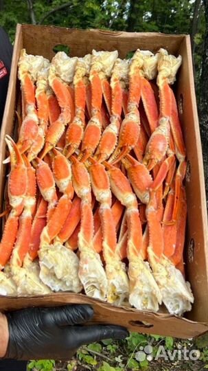 Краб стригун L2