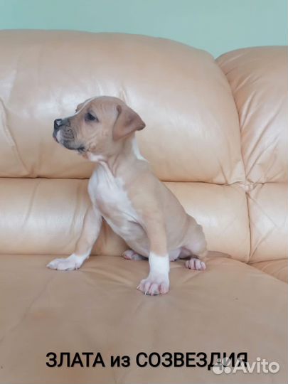 Сказочная Малышка Ам.Стафф, терьер.(с документами)