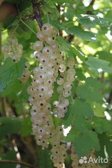 Смородина красная голландская