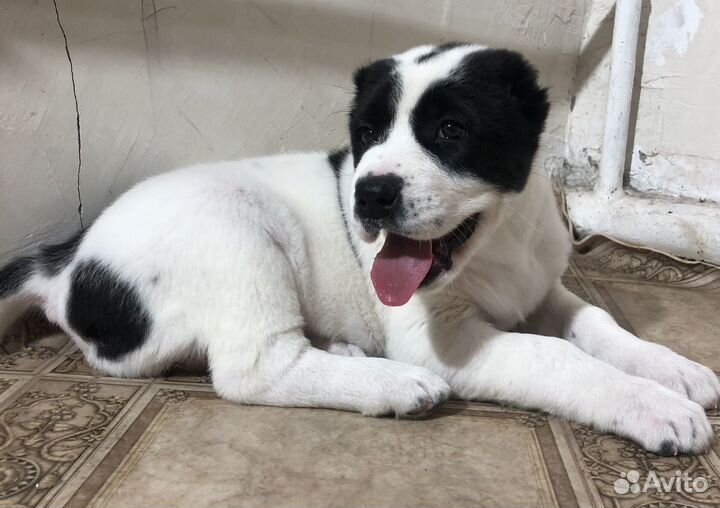 Среднеазиатская овчарка