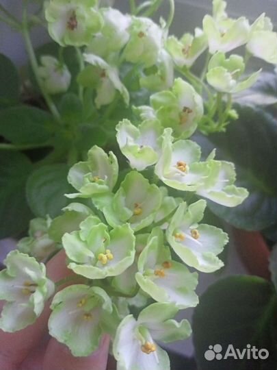 Сортовые фиалки